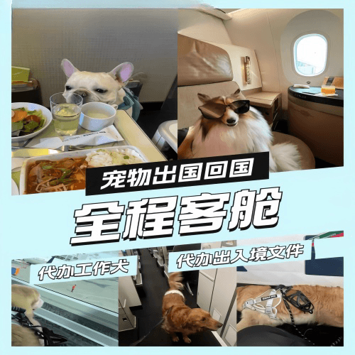 蚌埠市宠物托运到白俄罗斯宠物入境规定和要求